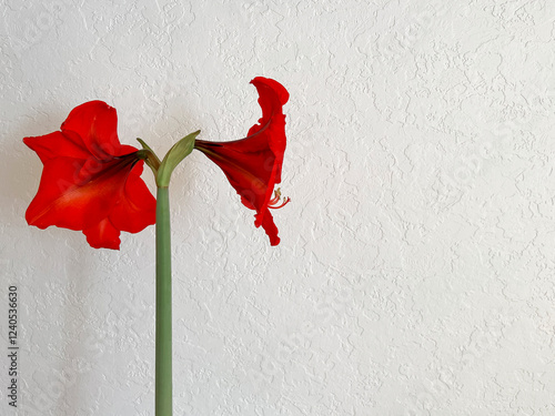 Hippeastrum blooming with red flowers on a light white background. Minimalism