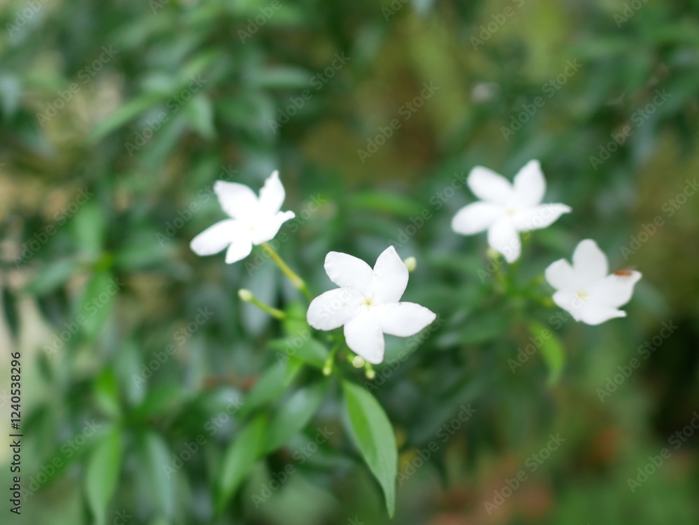 White jasmine flowers in the garden on blurred green background. White jasmine flowers in the garden on blurred green background.