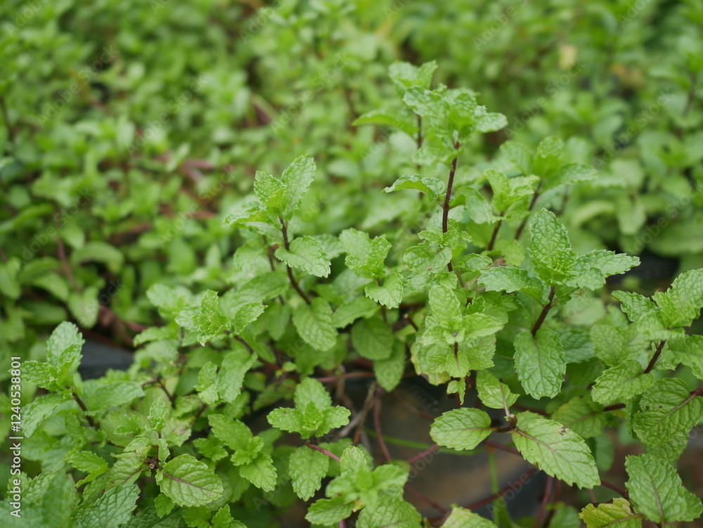 Mint leaves in the garden Mint leaves in the garden