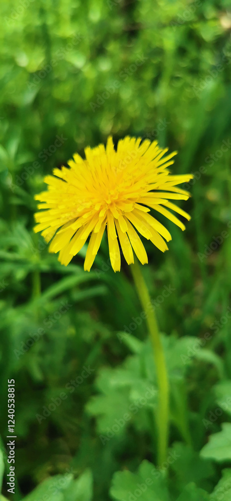 Yellow dandelion blooming among the green grass, highlighting its vibrant color in the natural environment Yellow dandelion blooming among the green grass, highlighting its vibrant color in the natural environment