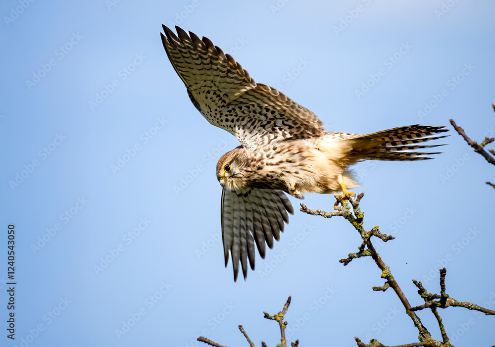 Fototapeta premium Turmfalke (Falco tinnunculus)