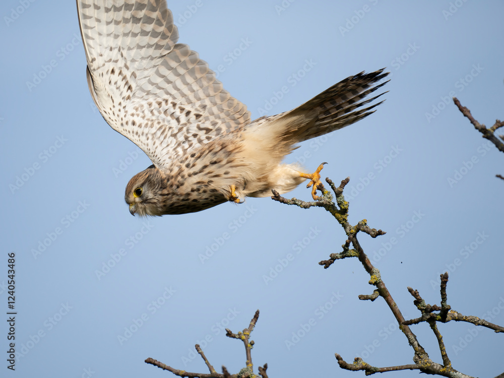 Fototapeta premium Turmfalke (Falco tinnunculus)