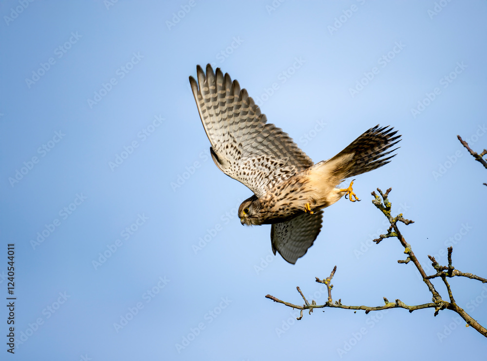 Fototapeta premium Turmfalke (Falco tinnunculus)