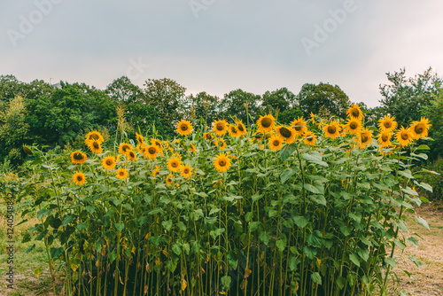 Dense cluster of sunflowers with bright yellow petals and green stems growing in a garden bed. Lush trees and a soft cloudy sky form the background, creating a vibrant summer scene.  
