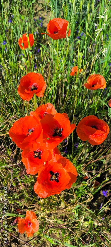 red wild poppies growing in the agricultural fields red wild poppies growing in the agricultural fields