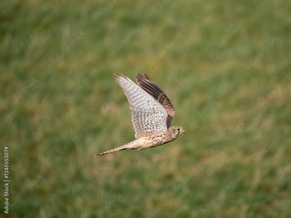 Fototapeta premium Turmfalke (Falco tinnunculus)