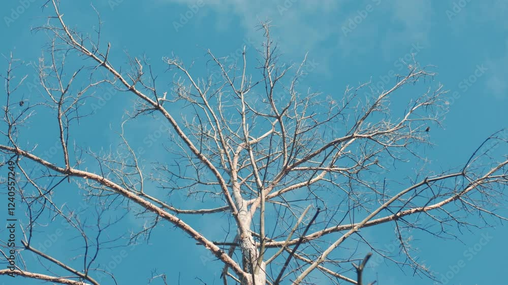 Bare tree branches reach skyward, creating a tranquil silhouette against the blue sky Bare tree branches reach skyward, creating a tranquil silhouette against the blue sky