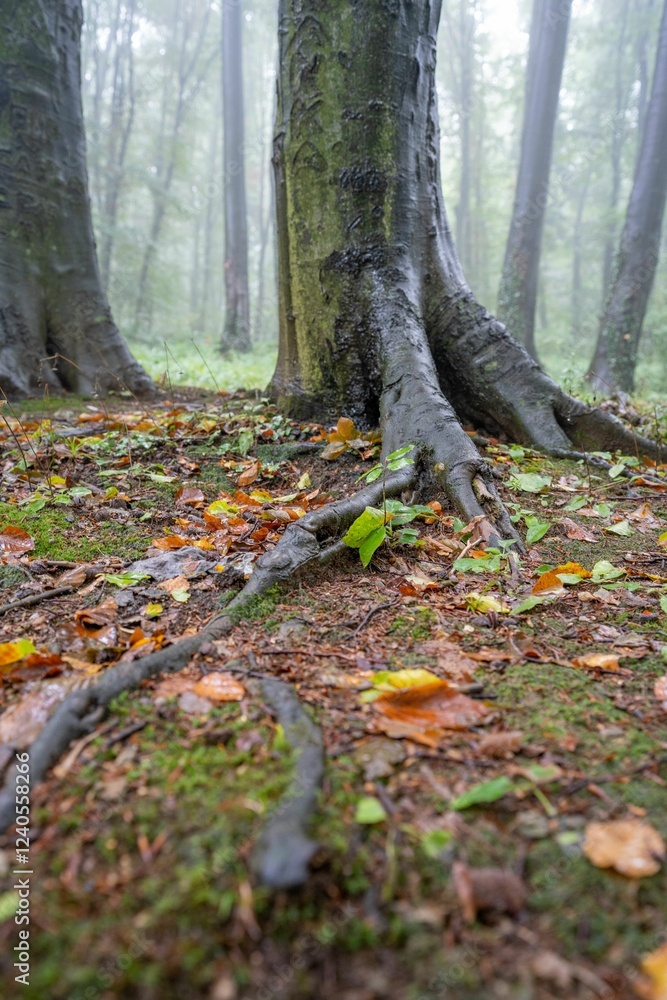 Tree roots and fallen leaves in a misty forest, showcasing nature's textures and colors. Tree roots and fallen leaves in a misty forest, showcasing nature's textures and colors.
