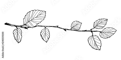 branch with leaves in doodle hand-drawn sketch
