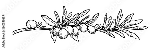 olive branch with leaves and ripe olives, hand-drawn vector illustration