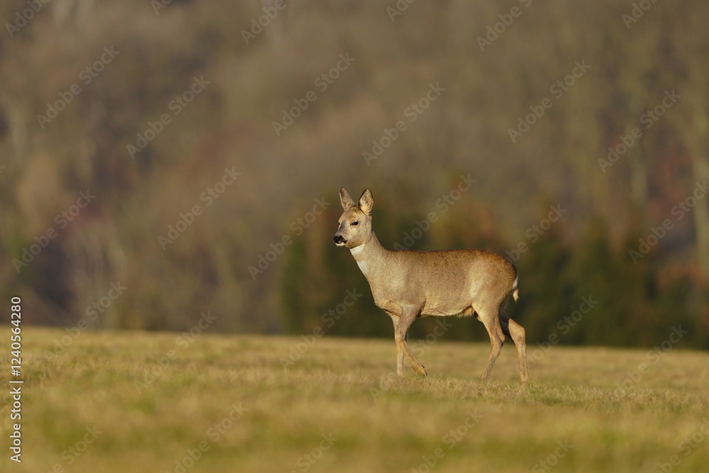 A roe deer graze on the meadow. Wildlife scene with a roe. Capreolus capreolus A roe deer graze on the meadow. Wildlife scene with a roe. Capreolus capreolus