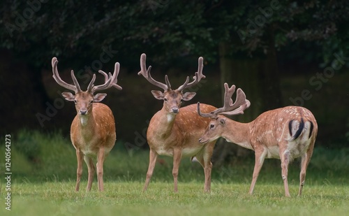 A herd of male fallow deers graze on the meadow. Dama dama . Three fallow deer in the nature habitat. 