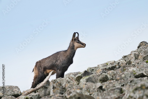 A chamois stands on the stone hill. Wildlife scene with a chamois.  Rupicapra rupicapra
