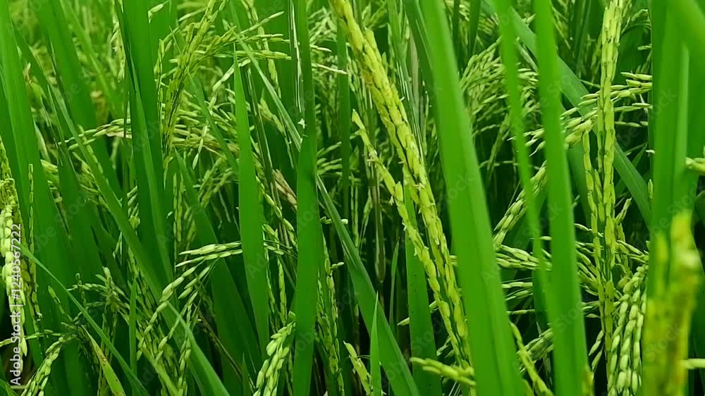 rice plants swaying in the wind in the rice fields. Rice fields are located in rural Indonesia rice plants swaying in the wind in the rice fields. Rice fields are located in rural Indonesia