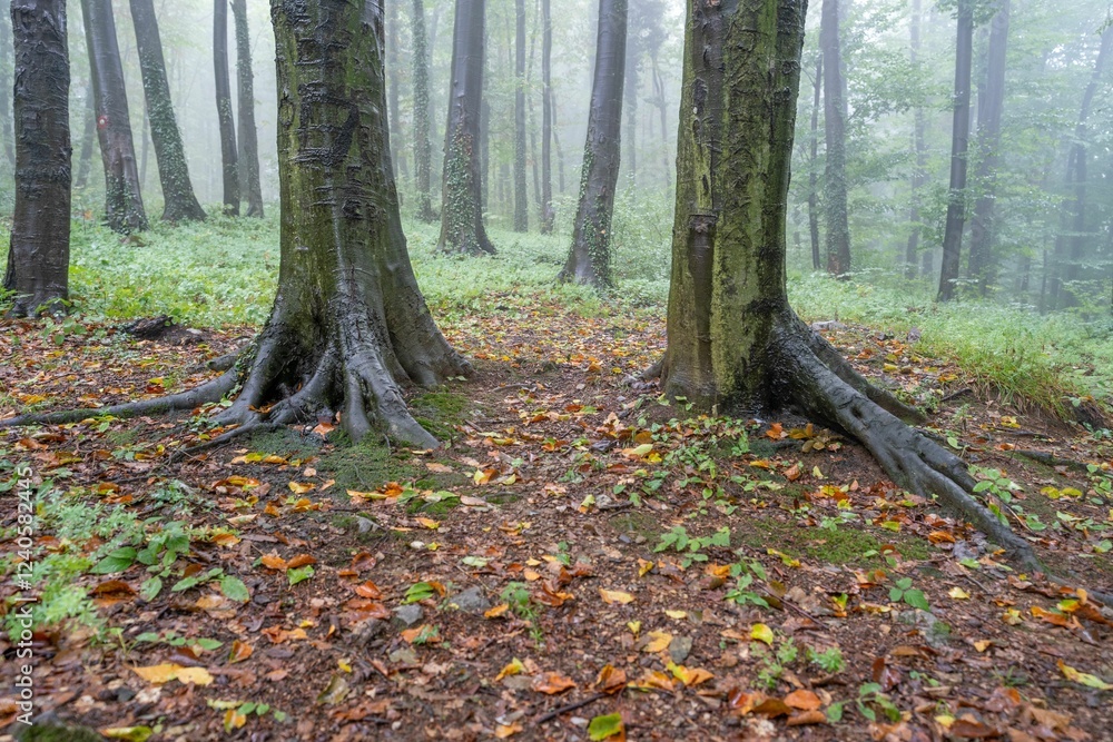 Misty forest with tall trees and fallen leaves Misty forest with tall trees and fallen leaves
