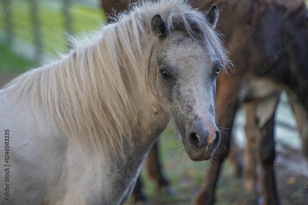 Obraz premium White pony close-up.