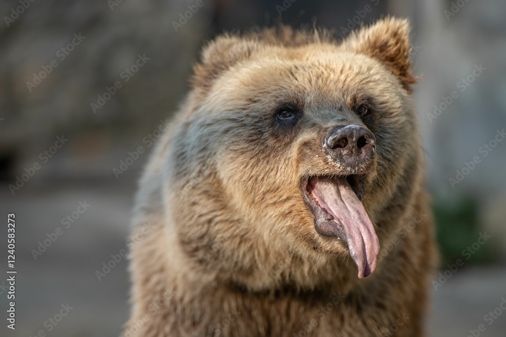 Fototapeta premium Close-up of a yawning brown bear in nature.