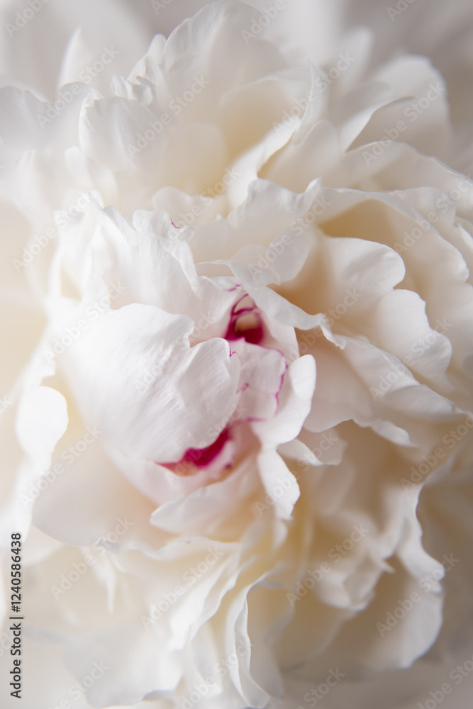 close up of white peony, Festiva Maxima peony, Couronne d'Or peony, white peony with pink center, white flower macro close up of white peony, Festiva Maxima peony, Couronne d'Or peony, white peony with pink center, white flower macro