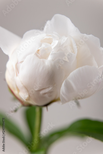 Tableau sur toile close up of white peony, Festiva Maxima peony, Couronne d'Or peony, white peony