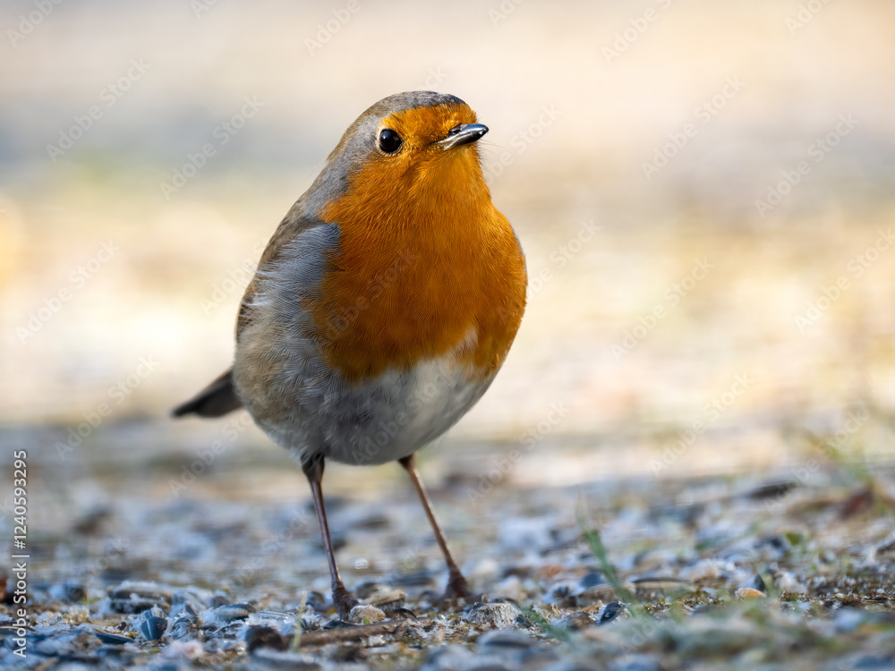 Rotkehlchen (Erithacus rubecula) Rotkehlchen (Erithacus rubecula)