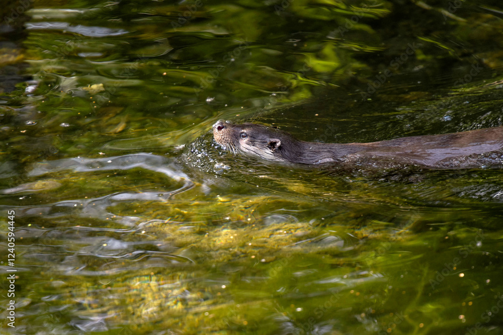 view on an otter in a watercourse