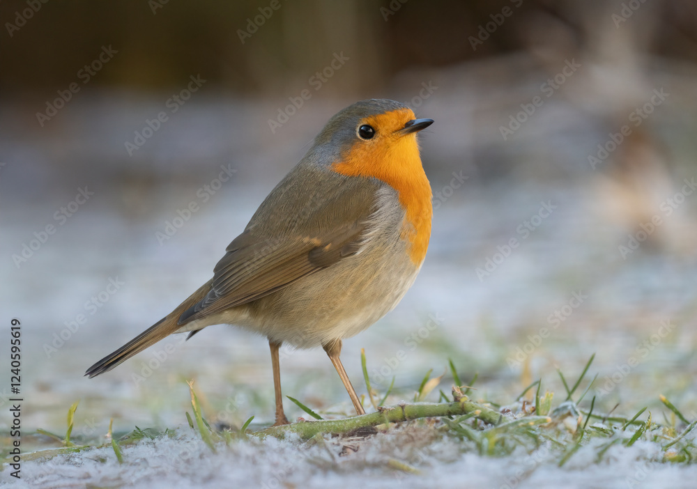Rotkehlchen (Erithacus rubecula) Rotkehlchen (Erithacus rubecula)