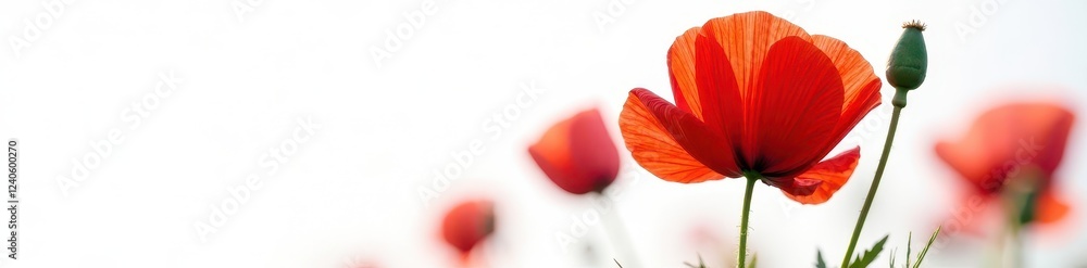 Crimson poppy, vibrant petals, stark white backdrop, wallpaper, blossom Crimson poppy, vibrant petals, stark white backdrop, wallpaper, blossom