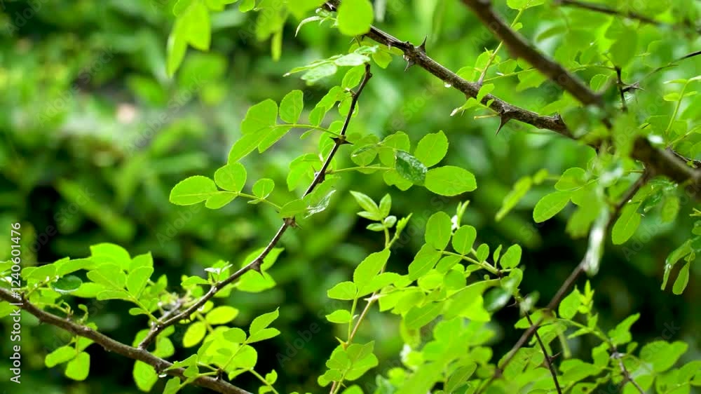 Bright green leaves swaying gently in the warm sunlight among natural surroundings Bright green leaves swaying gently in the warm sunlight among natural surroundings