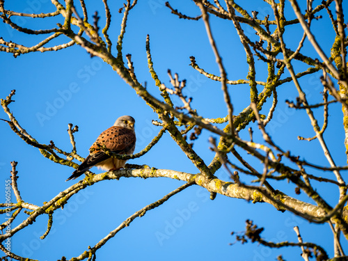 Turmfalke (Falco tinnunculus) photo