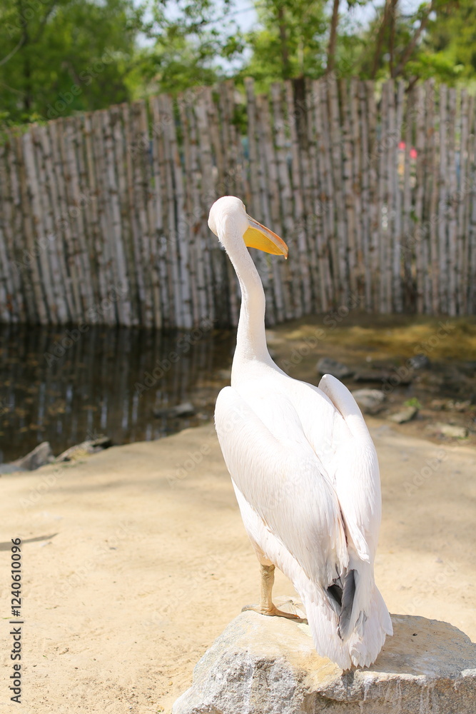 white pelican, animals in captivity, suffering of animals and birds in captivity. white pelican, animals in captivity, suffering of animals and birds in captivity.