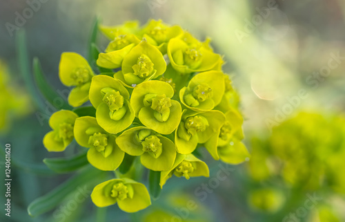 wiosenne żółte kwiaty zbliżenie