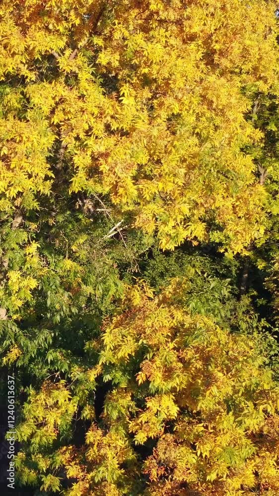 Aerial arc golden autumn trees scenery in sunny colorful park Aerial arc golden autumn trees scenery in sunny colorful park