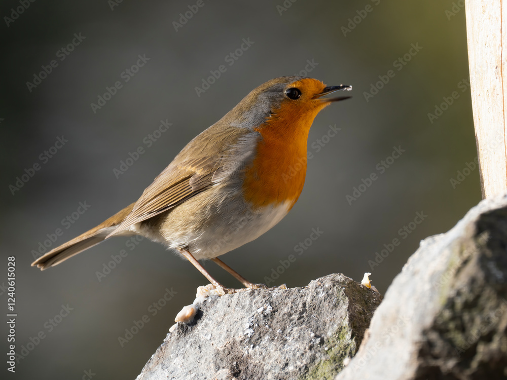 Rotkehlchen (Erithacus rubecula) Rotkehlchen (Erithacus rubecula)