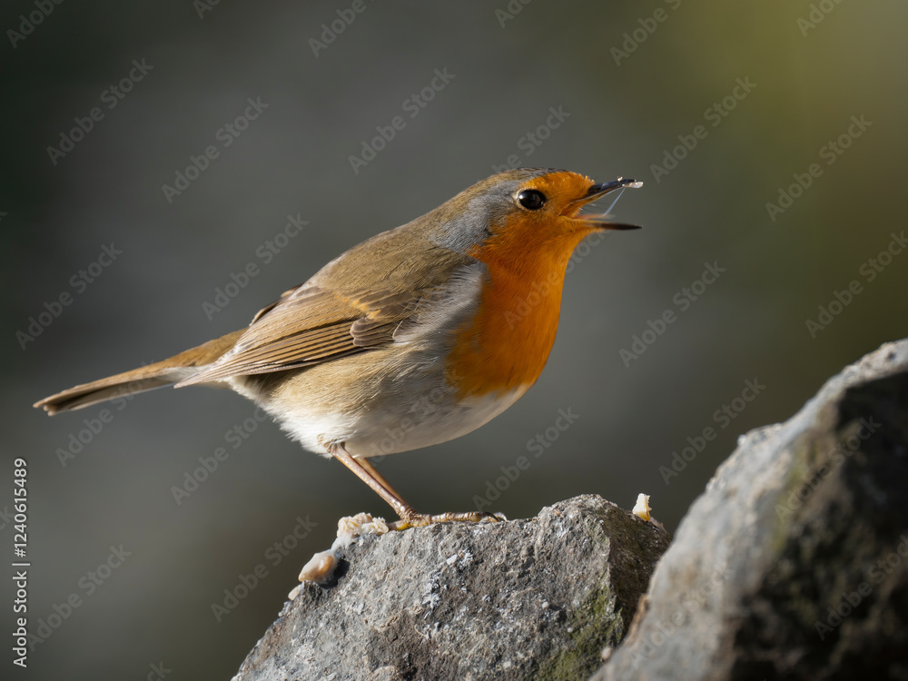 Fototapeta premium Rotkehlchen (Erithacus rubecula)