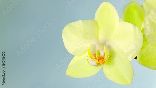 Canary yellow orchid blossoms swaying on the wind against gray sky. Beautiful nature at sunny summer day. Luxury tropical phalaenopsis flower. Close up shot.
