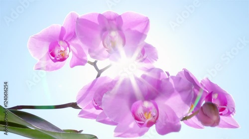 Magenta orchid blossoms swaying on the wind against blue sky. Sun shining through the flowers. Halo effect. Beautiful nature at sunny summer day. Luxury tropical phalaenopsis.
