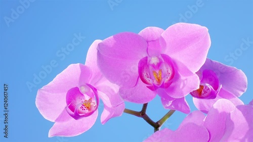 Amaranth purple orchid blossoms swaying on the wind against bright blue sky. Beautiful nature at sunny summer day. Luxury tropical phalaenopsis flower. Close up shot.
