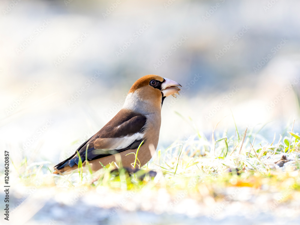 Kernbeißer (Coccothraustes coccothraustes) Kernbeißer (Coccothraustes coccothraustes)