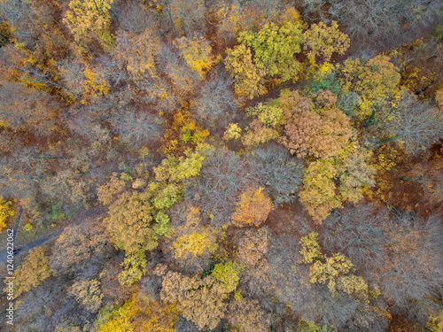 Aerial view of colorful autumn foliage in serene park with treetops, Planterwald, Berlin, Germany. photo