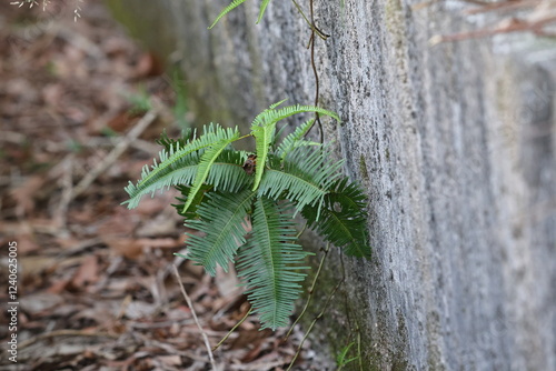 Paku pakis ialah tumbuhan vaskular tidak berbiji yang tergolong bersama pakis yang lain dalam alam tumbuhan yang digelar Pteridophyta photo