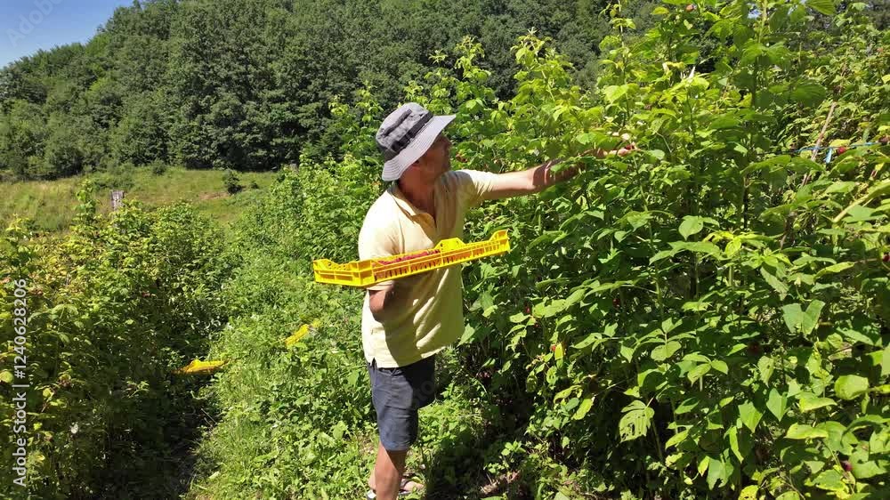 Farmer picking fresh red raspberries from a organic plantation in the mountains.
Farmer picking fresh red raspberries from a organic plantation in the mountains.