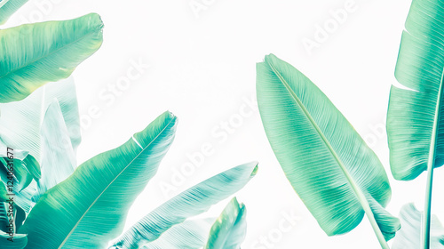 Isolated Green Banana Leaf on White Background photo