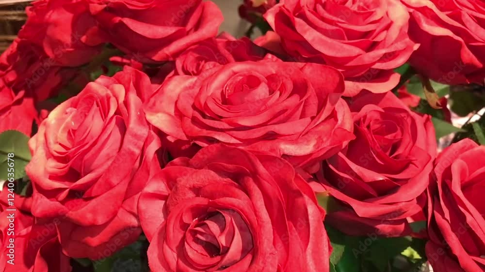 Beautiful red roses background in video. Holiday or valentines day congratulations. Beautiful red roses background in video. Holiday or valentines day congratulations.