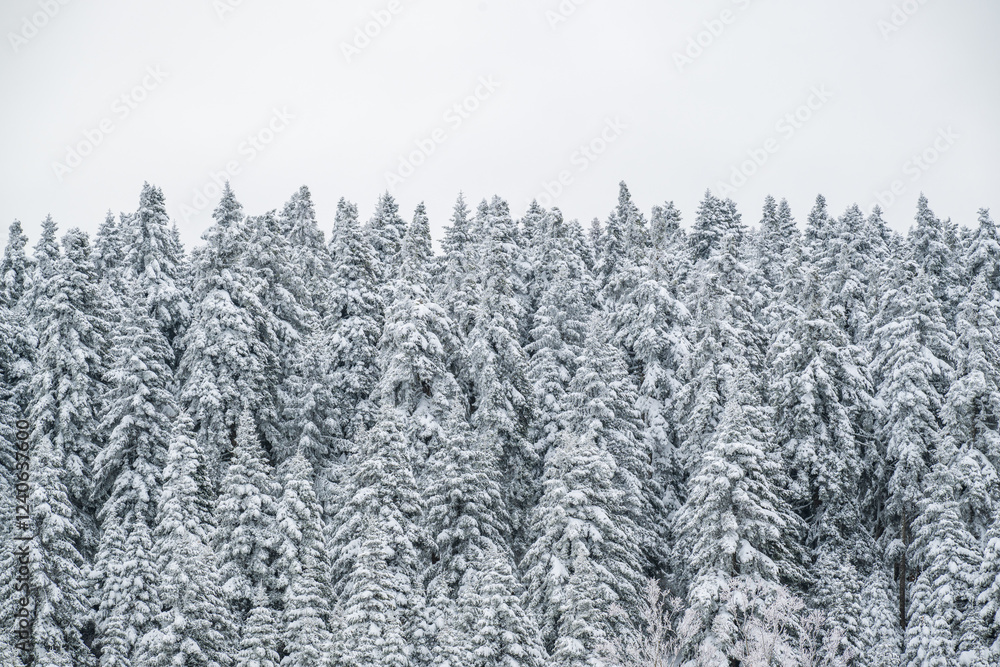 Pine tree forest in the winter with snow