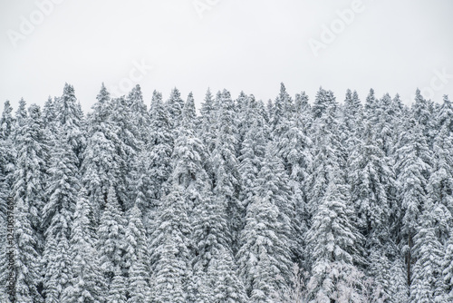 Obraz na płótnie Pine tree forest in the winter with snow w salonie