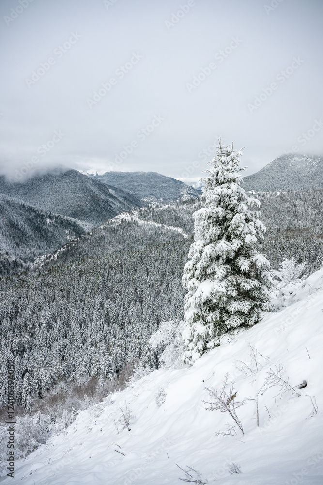 Lone tree covered in snow with a snow covered valley in the background