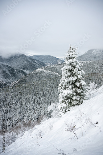 Obraz na płótnie Lone tree covered in snow with a snow covered valley in the background w salonie