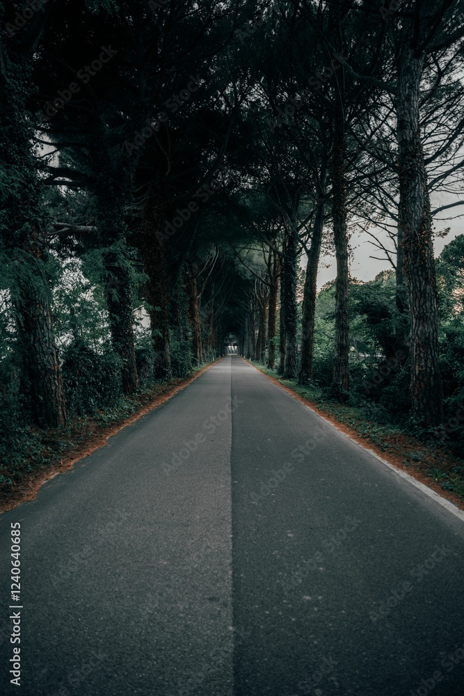 Fototapeta premium Serene road through a natural tree tunnel.