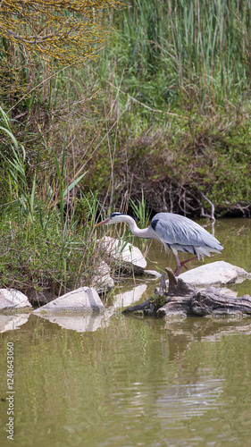 Gray Heron (Ardea cinereain) in Ornithological park of Pont de Gau in Camargue regional national park in Saintes Maries de la Mer in France photo