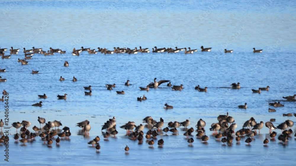 A flock of various birds stands on the ice covering a frozen lake as their migration ends. Breeding season begins. Telephoto lens, slow-motion capture.